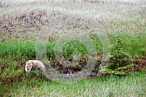 Wild canid drinking in northern meadow photo