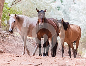 Wild Canyon Horses