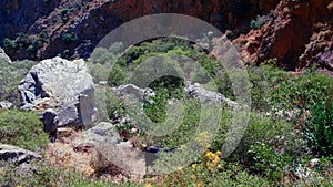 Wild Capra Goat Feeds on Rocks and Grass in Zakros Gorge on Crete in Greece