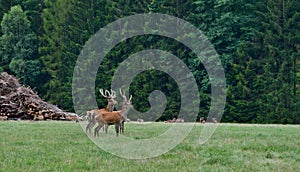 Wild captive wildlife, southern Bohemia, Czech Republic