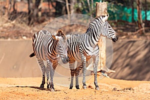 Wild and captive zebras