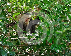 Wild capuchin monkey in Costa Rica photo