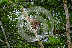 Wild Capuchin Monkey sitting over a branch, inside of the amazon rainforest in Cuyabeno National Park in Ecuador