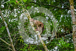 Wild Capuchin Monkey sitting over a branch, inside of the amazon rainforest in Cuyabeno National Park in Ecuador