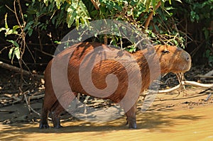 Wild capybara in the Amazon area in Bolivia photo