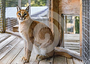 Wild caracal cat in a cage looking at the camera at a sanctuary in California