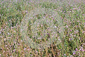 Wild Carduus nutans aka musk thistle, nodding thistleor or nodding plumeless thistle in bloom natural flower background