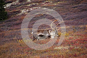 Wild Caribou in Alaska photo