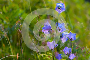 Wild carpathian bellflower Campanula carpatica