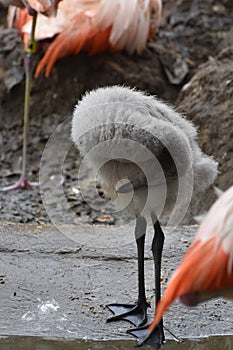 Wild carribean flamingo baby bending its head