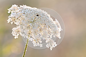 Wild carrot