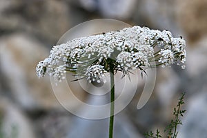 Wild carrot blooms in northern Israel - Queen Anne`s lace