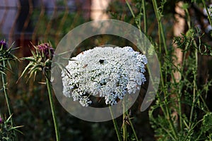 Wild carrot blooms in northern Israel - Queen Anne`s lace