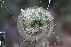 Wild carrot blooms in northern Israel - Queen Anne`s lace