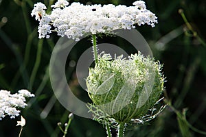 Wild carrot blooms in northern Israel - Queen Anne`s lace