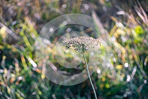 Wild carrot blossom in autumn on blurry background