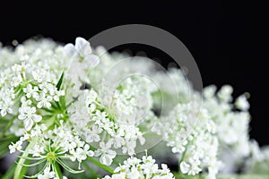 Wild carrot blossom umbels with copy space