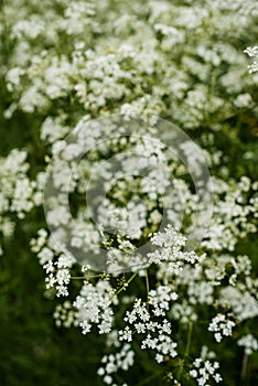 Wild carrot plants in full blossom