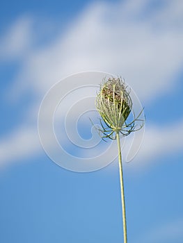 Wild carrot, Daucas carota seedhead, Aka Queen Anne`s lace, Bishop`s lace.