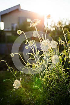 Wild carrot (Daucus carota)