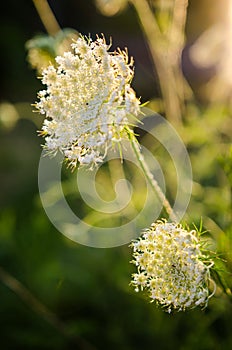 Wild carrot (Daucus carota)