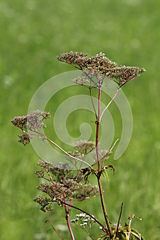 Wild carrot or Daucus carota biennial herbaceous plant with dry flower heads with clearly visible hairy seeds growing in field