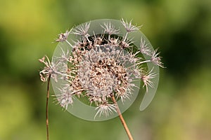 Wild carrot or Daucus carota biennial herbaceous plant with fully open dry flower head with clearly visible hairy seeds on green