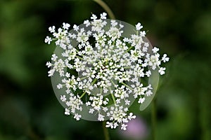 Wild carrot or Daucus carota biennial herbaceous plant with fully open white flower head full of multiple small flowers resembling