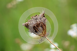 Wild carrot or Daucus carota biennial herbaceous plant starting to dry and close its flower head with cleary visible hairy seeds