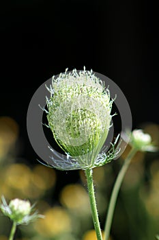 Wild carrot or Daucus carota biennial herbaceous plant starting to open its white flower head full of multiple small flowers