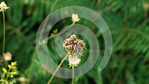 Wild Carrot (Daucus carota) closed flower on a green fern background