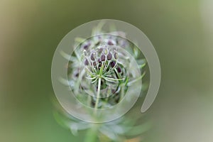 Wild carrot (Daucus carota) - detail seeds