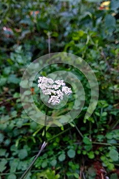 Wild Carrot daucus Carota flower