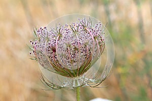 Wild carrot daucus carota flower balearic islands photo