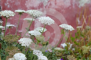 Wild carrot daucus carota flower balearic islands photo