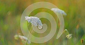 Wild Carrot, daucus carota, flower blossom moves in the breeze. Wild nature landscape. Flowers leaves and seeds are