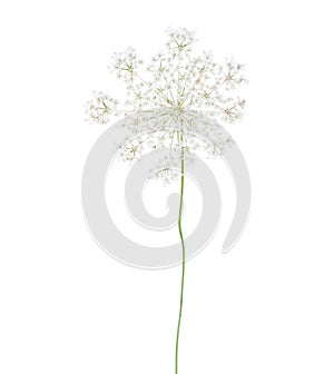 Wild carrot Daucus carota flower isolated on white background photo