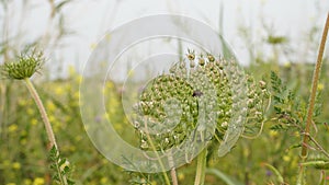 Wild carrot - daucus carota flower in a meadow