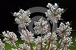 Wild carrot (Daucus carota) in flower, a plant used as medicinal