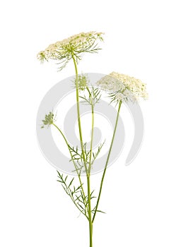 Wild carrot or Daucus carota, flowers isolated on white background. Medicinal herbal plant. photo