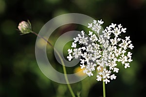 Wild carrot or Daucus carota herbaceous plant with open blooming white flower head full of small flowers next to closed flower bud