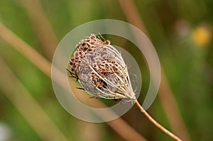 Wild carrot or Daucus carota plant with dry and fully closed flower head with clearly visible hairy seeds