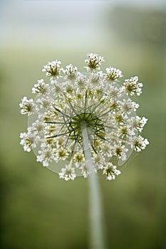 Wild carrot flower.