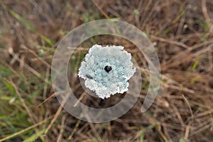 Wild carrot flower, Birds nest, Bishops lace or Queen  Daucus carota with small black beetle