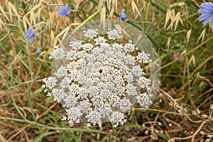 Wild carrot flower, Daucus carota