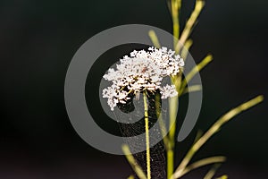 Wild Carrot flower Daucus carota, covered in cobwebs, Valconca, Emilia Romagna, Italy