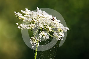 Wild Carrot flower Daucus carota, covered in cobwebs, Valconca, Emilia Romagna, Italy