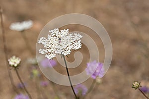 Wild carrot flower. Daucus carota. Umbrella inflorescence with white flowers