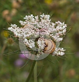 Wild Carrot flower with Mediterranean Snails