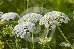 Wild carrot flowers in bloom